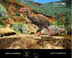 Image result for Solanecio cydoniifolius