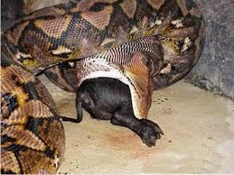 Anaconda raksasa di sungai abuna. 7 Ular Terbesar Yang Pernah Ditemukan Di Seluruh Dunia Ragam Informasi