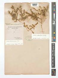 Image result for Blepharis reekmansii