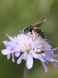 Image result for Trichopteryx elegantula