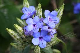 Image result for Eranthemum pulchellum