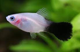 Ikan hias pemakan alga telah lama menjadi bagian integral dalam hobi akuarium ikan/aquascape untuk menyeimbangkan ekosistem alami yang coba kita tiru dari alam. 5 Alga Eater Terbaik Buat Aquascape Teknik Tani Ikan