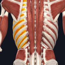 It has a roughened area on its upper surface, from which the serratus anterior muscle originates. Pin On Back Pain
