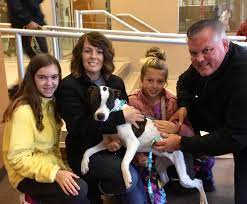 Look at pictures of puppies in akron who need a home. Division Of Animal Control Summit County Ohio Executive Office