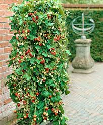 Truskawki odgrywają również znaczącą rolę przy wszelkich zapaleniach jamy ustnej, wykazują one bowiem w dużej mierze zdolności do oczyszczania miejsc chorobowo zmienionych oraz. Caloroczna Pnaca Truskawka Doniczka10 Szt Sadzonka 7548897460 Oficjalne Archiwum Allegro