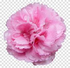 We did not find results for: Flowers Flowers Pink Carnations Pink Carnation Background Plant Blossom Rose Transparent Png Pngset Com