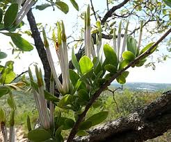 Image result for Agelanthus bipartitus