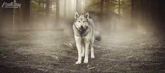 White fang is a book different from any other that we're used to. Review Of The Book White Fang By Jack London Coolessay Net