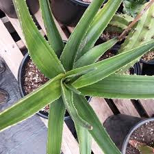 Image result for Aloe barendii