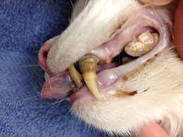 Chronic gingivostomatitis in the cat is a very painful disease, characterized by severe inflammation of the gingiva, buccal mucosa, and caudal oral mucosa. Periodontal Disease In Dogs And Cats Dr Nelson S Veterinary Blog