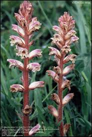 Image result for Orobanche minor