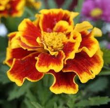 How many zucchini plants per earthbox. Gardening With An Earthbox My 10 Years Of Experience