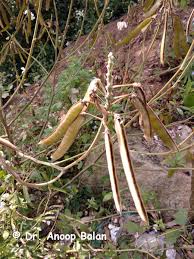 Image result for Tephrosia vogelii