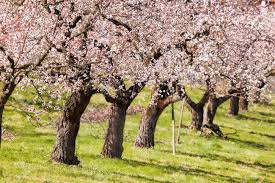Apricot Trees During Spring Time In ...