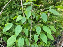 Image result for Celtis