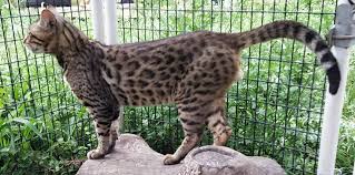 We take great pride in our breeding programs and the development of their personality! Xd Bengal Cat Sires Fort Lauderdale Fl South Florida Bengal Breeder Morphius Bengal Kittens