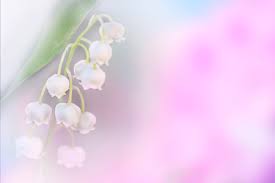 Faites livrer un bouquet de muguet des bois et envoyez du bonheur à vos proches pour le 1er. Bouquet De Muguet Imagenes Y Fotos 123rf