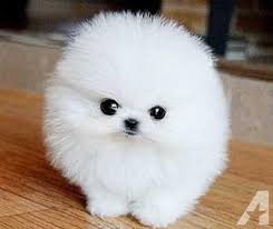 All teacup puppies are delivered to buyer's address within 48 hours of purchase. Pomeranian Rolly Teacup Puppies Cuteanimals Pomeranian Puppy Teacup Pomeranian Puppy Pomeranian Puppy For Sale