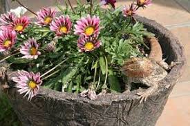 Iguanas are herbivores and love to munch on bougainvillea, hibiscus, orchids, mangoes and bananas, according to the university of florida institute of food and agricultural sciences extension. Safe Plants Flowers And Trees For Iguanas And Other Reptiles Our Reptile Forum