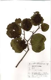 Image result for Cordia stuhlmannii