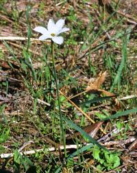 Image result for Diclis tenella