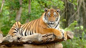 Kucing harimau gambar unduh gambar gambar gratis pixabay. Diduga Harimau Jawa Temuan Feses Kucing Besar Dari Ujung Kulon Akan Diteliti Di Ipb Okezone News
