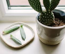 Image result for cactus cuttings