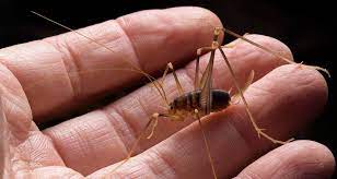 The word has been used in combination to describe more distantly related taxa in the suborder ensifera, suc. Spider Crickets Are Real And Here S Why You Don T Want Them In Your Home Farmers Almanac