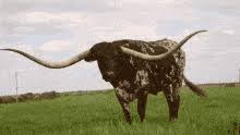 Ox year of ox gif. Rgnorqmt7ghkxm