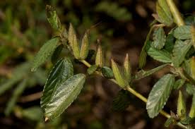 Image result for Corchorus fascicularis