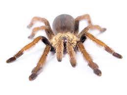 Come see us to expand your love for tarantulas! Curlyhair Tarantula For Sale