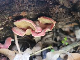 Image result for Merulius incarnatus