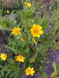 Image result for Guizotia