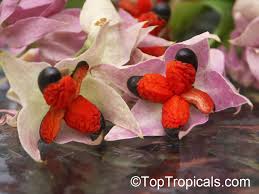 Image result for Clerodendrum thomsoniae