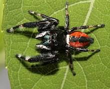 You may not notice right away, and you may not feel it as they burrow, but these insects have a knack for using us as big. Phidippus Clarus Wikipedia