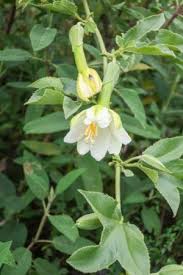 Image result for Deinbollia sp. A