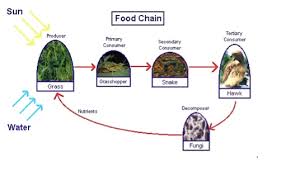 Check out below for information on foods that can help raise good. Lesson 4 Food Chains Mpalalive