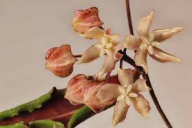 Image result for Polystachya undulata