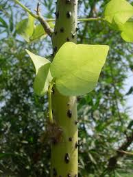 Image result for Ecbolium hastatum