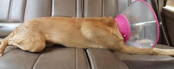 Pune is a city in the state of maharashtra in india.it is situated in western maharashtra on the deccan plateau,the roads in pune are slopping and windy which were built on the natural slopes of the terrain. Pune Has An Exclusive Pet Taxi Called Petxi For Your Pets Whatshot Pune