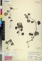 Image result for Adenia gummifera