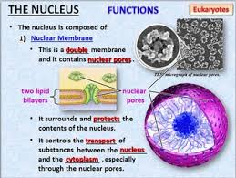 The first meiotic division includes a long prophase in which the homologous chromosomes become closely associated to each other and interchange of hereditary material takes … Cells Powerpoint Editable By Tangstar Science Tpt