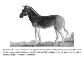 The Micro Politics Of Macromolecules In The Taxonomy And Restoration Of Quaggas