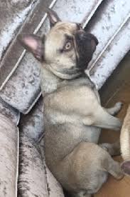 We did not find results for: Chocolate Sable French Bulldog For Stud In Newcastle Upon Tyne Tyne And Wear