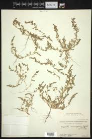 Image result for Suaeda plumosa