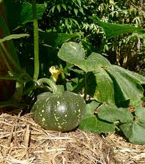 We did not find results for: Success With Pumpkin In The Subtropics Jerry Coleby Williams