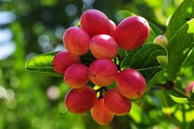 Image result for Synsepalum