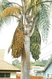 See how to build an edible fruit palm tree centerpiece with the fruitpalm kit. Pin On Survivalist Chick