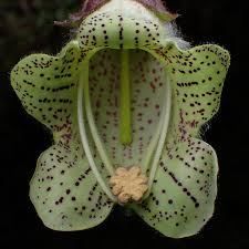 Image result for Kleinia abyssinica