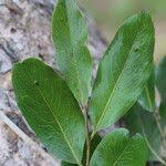 Image result for Diospyros kirkii